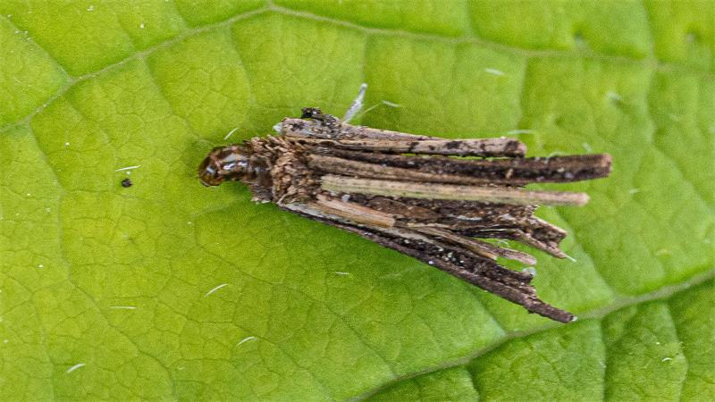 Kaum als Schmetterlingsraupe zu erkennen: Die Sackträgerraupe.