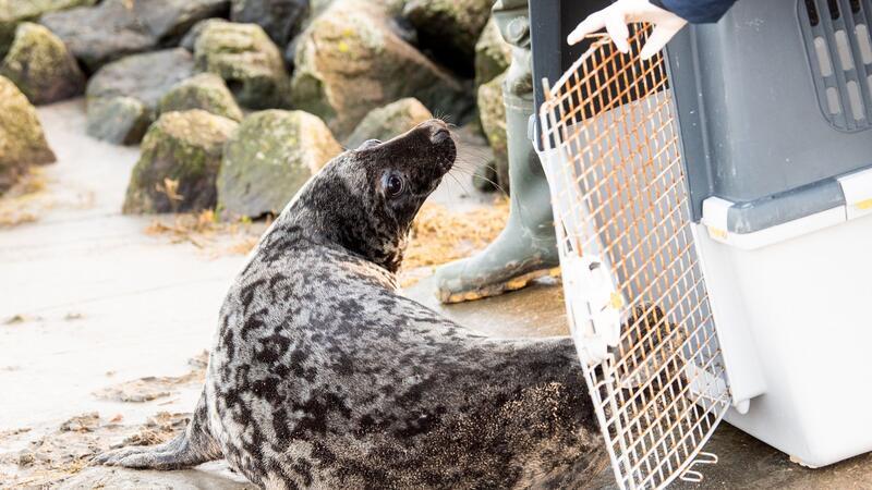 Kegelrobbe Lasse wird am Wattenmeer ausgewildert.