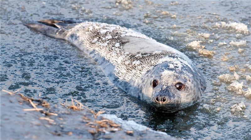 Kegelrobbe „Molly“ schwimmt nach ihrer Auswilderung im teils gefrorenen Wasser der Nordsee bei Friedrichskoog,