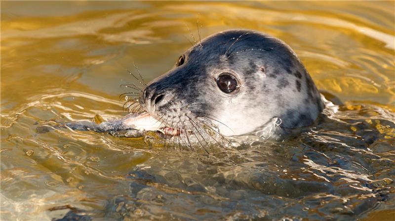 Kegelrobbe Molly wird in der Seehundstation Friedrichskoog aufgepäppelt.