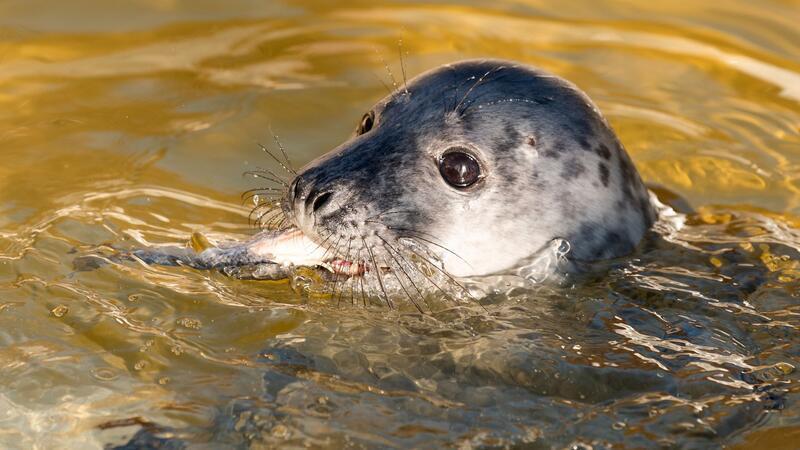 Kegelrobbe Molly wird in der Seehundstation Friedrichskoog aufgepäppelt.