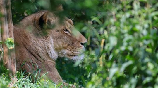 Kein Gehege in Bremerhaven - sondern Löwin Kigali im Leipziger Zoo. Foto: Woitas