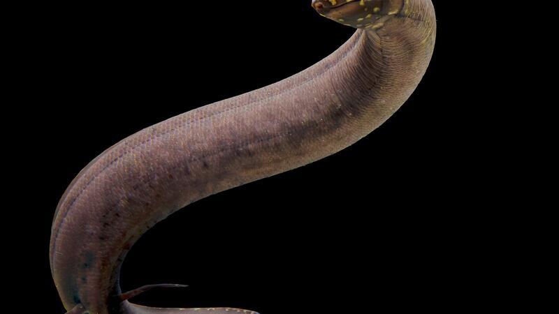 Größtes bekanntes Tiergenom entschlüsselt Kein anderes bekanntes Tier auf der Erde hat ein so großes nachgewiesenes Genom wie der Südamerikanische Lungenfisch.