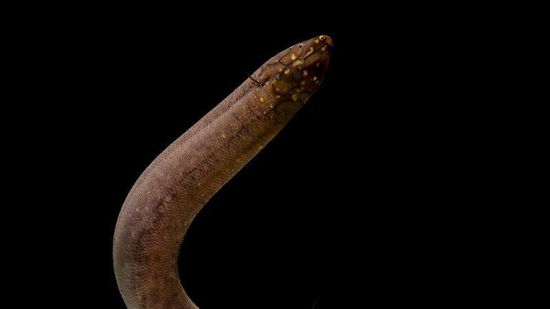 Größtes bekanntes Tiergenom entschlüsselt Kein anderes bekanntes Tier auf der Erde hat ein so großes nachgewiesenes Genom wie der Südamerikanische Lungenfisch.