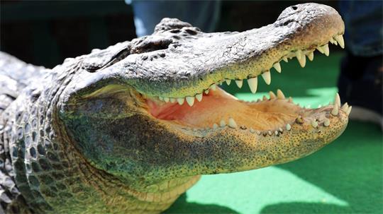 Kein lebender Alligator wie auf diesem Bild, sondern lediglich Überreste des Reptils, vor allem die Alligatorhaut wurden in Bremen gefunden. (Symbolbild) 