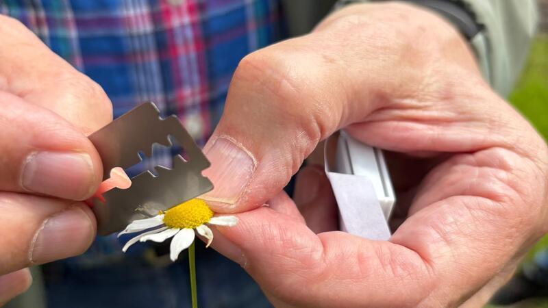 Der Steve Jobs der Botanik: Auf den Spuren von Jost Fitschen Keine echte Kamille: Der gelbe Korb der Blüte sollte etwa zweimal so hoch wie breit sein und innen hohl. Das Rasiermesser beweist, dass dies nicht der Fall ist.