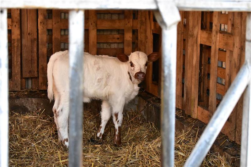 Ein Texas Longhorn-Kalb steht im Stall auf Stroh.