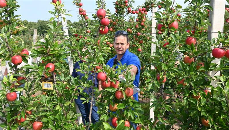 Altländer wollen deutschen Birnen-Markt erobern – dank Technik Kernobstberater Jakob Turnsek gab einen Überblick über Apfel-Anbau-Systeme.