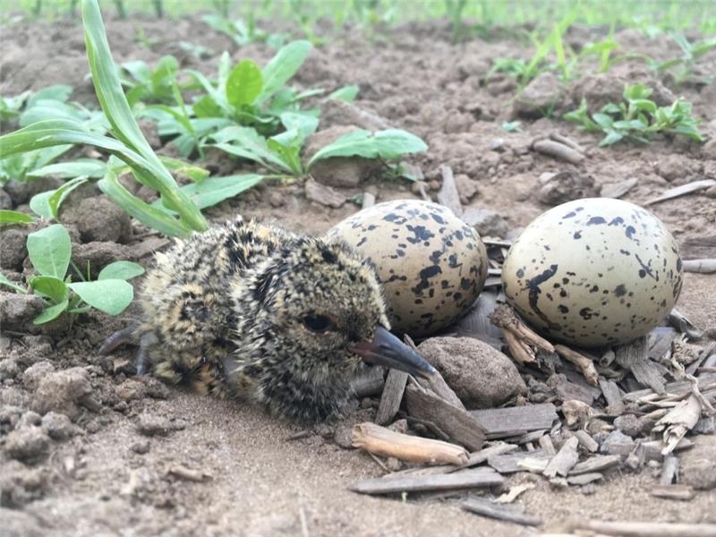 Kiebitz-Küken sind auf besonderen Schutz angewiesen. Foto: Wiebke Harneit