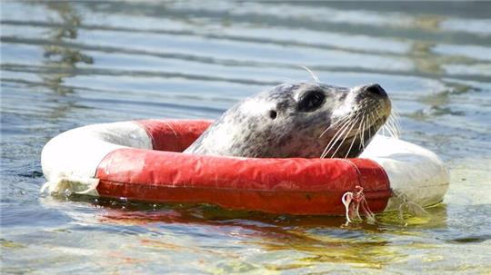 „Kielius“ steckt seinen Kopf im Kieler Seehundbecken durch einen Rettungsring.