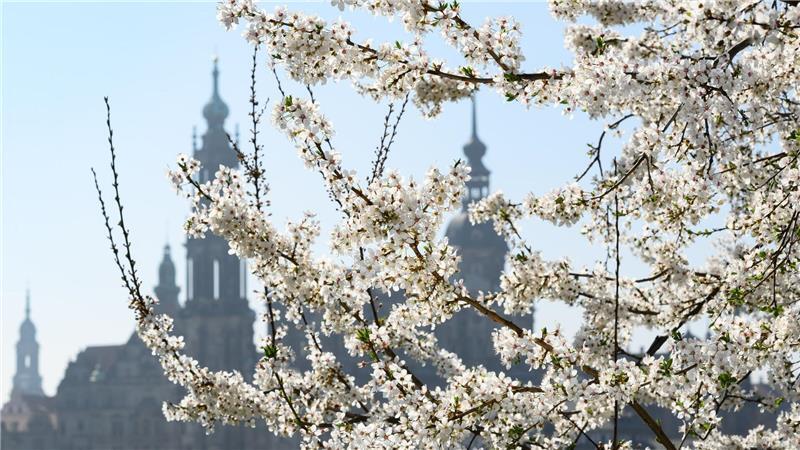 Kirschblüte am Elbufer: Frühlingszauber vor Dresdens Altstadt-Kulisse