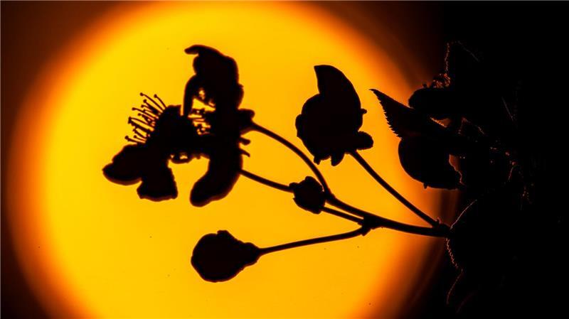 Kirschblüten vor Sonnenuntergang