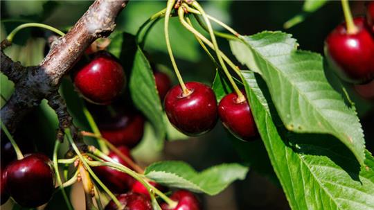 Kirschen der Sorte Regina hängen in einer Obstplantage an einem Baum.