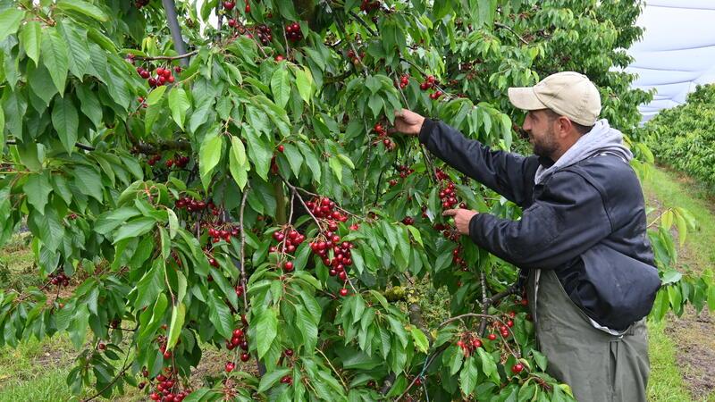 Kirschernte: Mehr als 15 Kilogramm pflücken Erntehelfer wie Kenan Cicek pro Stunde.