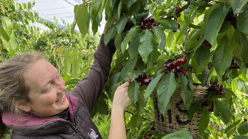 Kirschernte im Alten Land: Meta Hauschildt aus Westerjork erntet die Frühsorten.