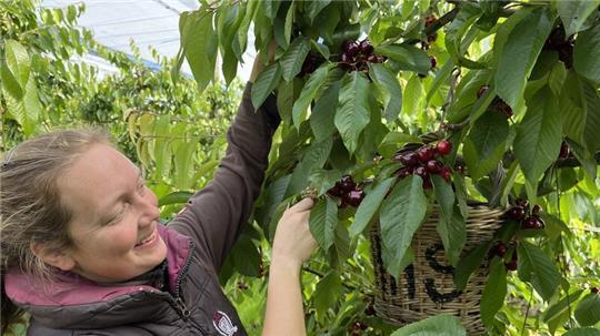 Kirschernte im Alten Land: Meta Hauschildt aus Westerjork erntet die Frühsorten.