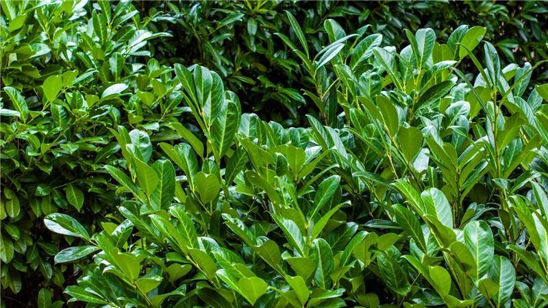 Kirschlorbeer (Prunus laurocerasus) wächst in einem Garten . 
