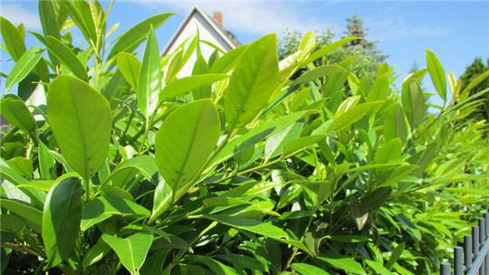 Kirschlorbeer ist ain Deutschland vor allem als blickdichte Hecke beliebt.