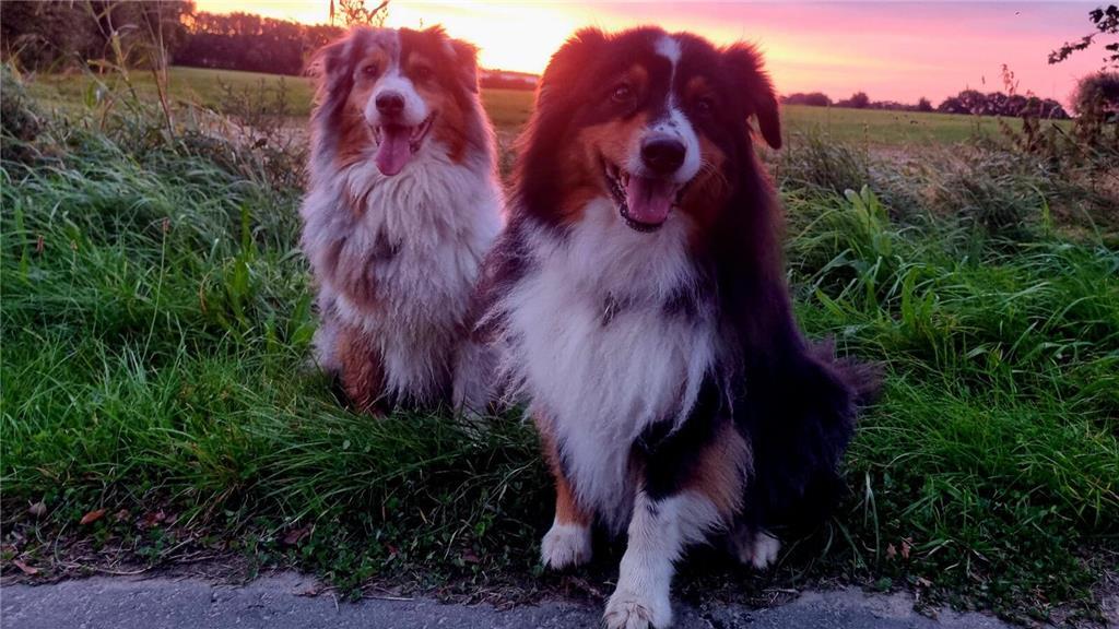 Kiwi und Mücke vor einem Sonnenaufgang hat uns Mehrfach-Frauchen Manuela Kasten ...