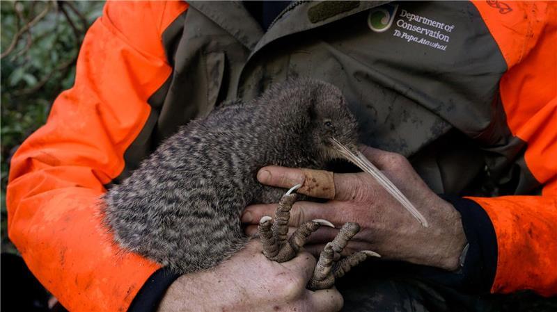Seltener Kiwi-Vogel auf Neuseelands Festland wiederentdeckt Kiwis sind flugunfähige Laufvögel und das Nationalsymbol Neuseelands.