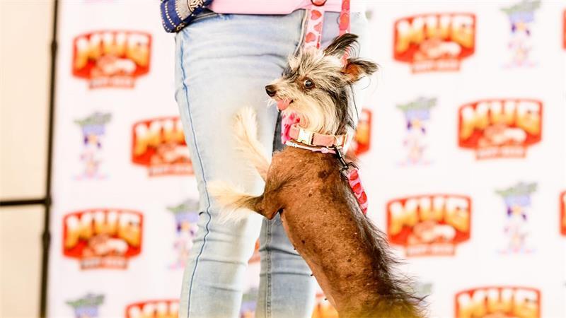Mops-Hündin Jinny Lu ist „hässlichster Hund der Welt“ Klara aus Polen hatte die weiteste Anreise nach Kalfornien.