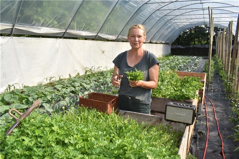 Klassik beim Rauke-Ernten: Das Gemüse wächst bei Heike zum Felde in Jork zur Musik von Wolfgang Amadeus Mozart . Foto: Vasel