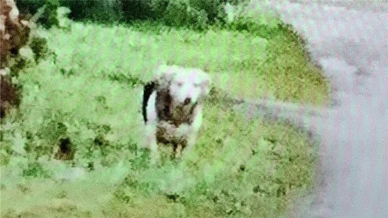 Klaus Renken hat seinen Hund, einen Dackel-Terrier-Mischling namens Dingo, dabei.