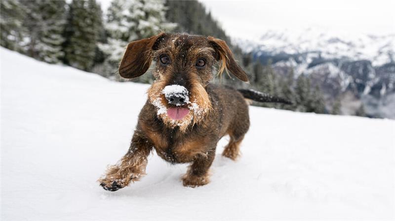 Mantel, Schuhe & Co.: Was brauchen Hunde bei Kälte? Ein Dackel haechelt im Tiefschnee voller Neugier und Enthusiasmus; seine Schnauze ist mit Schnee bedeckt und seine Zunge herausgestreckt, der Hund laeuft auf die Kamera zu.