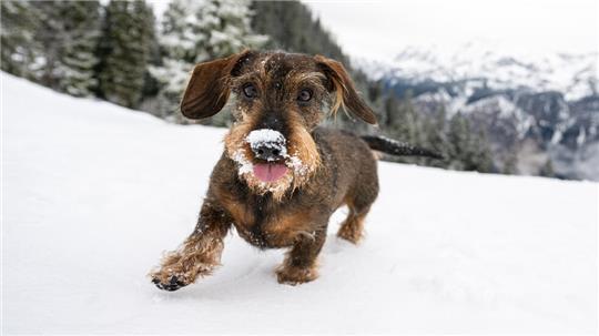 Ein Dackel haechelt im Tiefschnee voller Neugier und Enthusiasmus; seine Schnauze ist mit Schnee bedeckt und seine Zunge herausgestreckt, der Hund laeuft auf die Kamera zu.