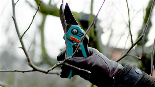 Der Ast eines Obstbaumes wird mit einer Gartenschere geschnitten.