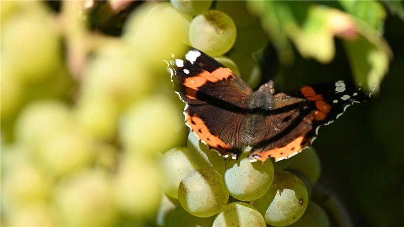 Kloster Pforta: Admiral-Schmetterling sorgt für Farbtupfer bei der Weinlese in Sachsen-Anhalt.
