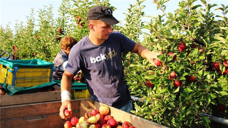 Apfelernte 2025: Was die Obst-Experten positiv stimmt - und was nicht Knapp 320.000 Tonnen könnten die rund 500 Familienbetriebe im Herbst an der Niederelbe ernten. Rund 1,6 Milliarden Äpfel hängen an den Bäumen.