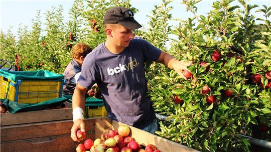 Knapp 320.000 Tonnen könnten die rund 500 Familienbetriebe im Herbst an der Niederelbe ernten. Rund 1,6 Milliarden Äpfel hängen an den Bäumen.