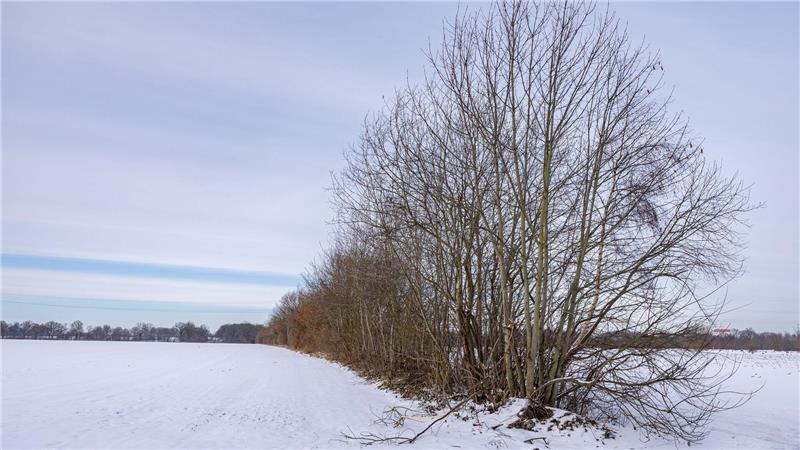 Knicks dürfen noch bis Ende des Monats auf den Stock gesetzt werden.