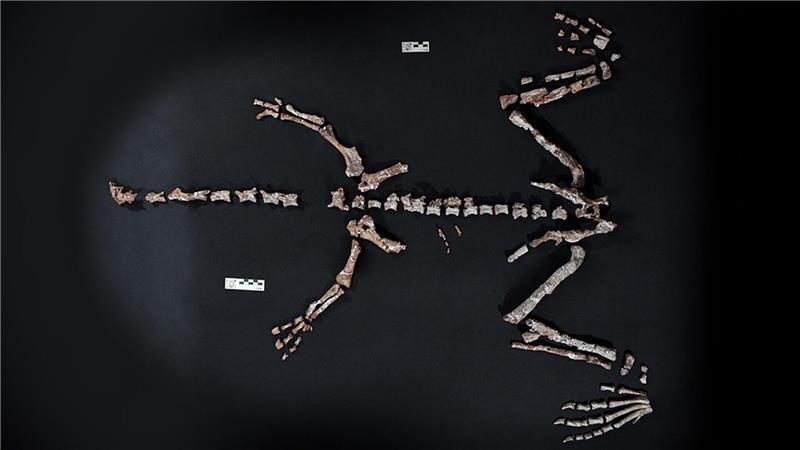 Fossilienfund in Argentinien: Einer der ältesten Dinosaurier Knochen des Dinosauriers Huayracursor jaguensis