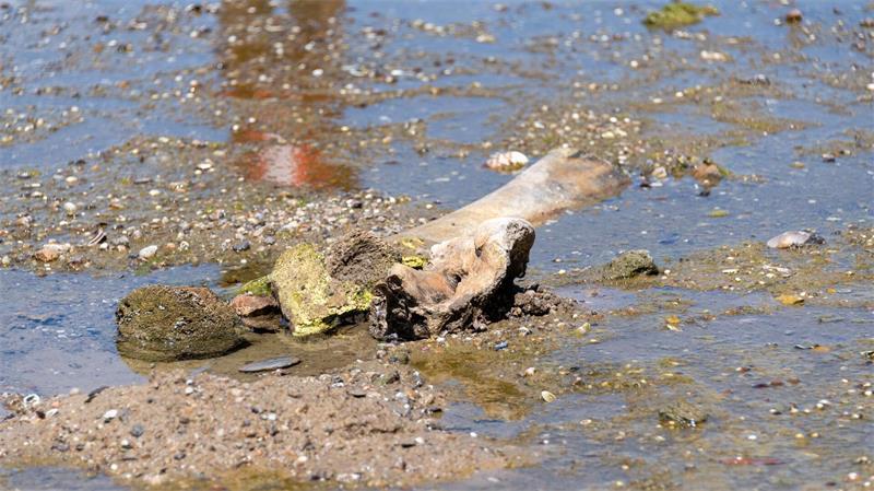 Wasserarme Donau wird zur Asservatenkammer der Geschichte Knochen eines Mammuts tauchten im bulgarischen Abschnitt der Donau auf.