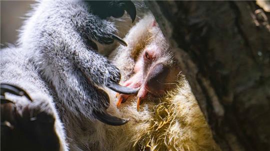 Koala-Nachwuchs in Duisburg: Das Jungtier schaut vorsichtig aus dem Beutel.