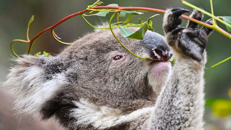 Koalas fressen fast ausschließlich Eukalyptusblätter. (Archivbild)