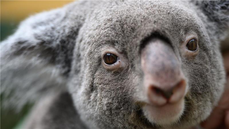 Warum Australien 700 Koalas aus der Luft abgeschossen hat Koalas gehören zu den ikonischsten Tieren Australiens. (Archivbild)