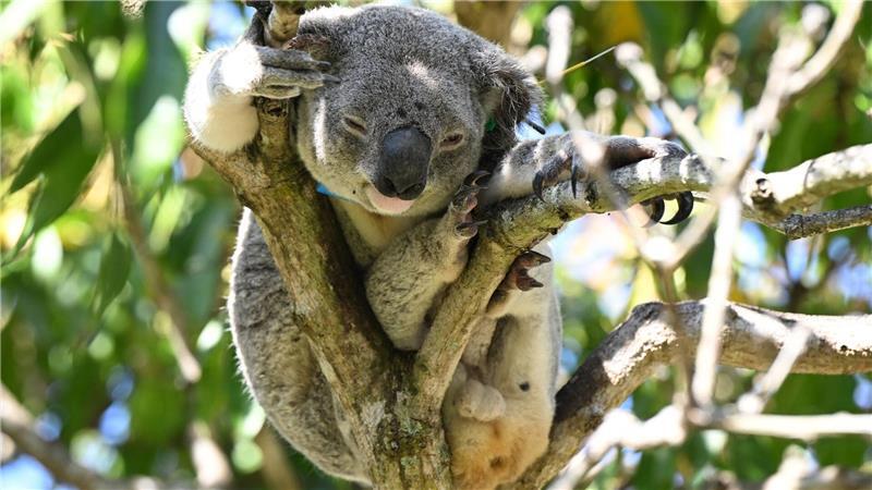 Australien lässt Impfstoff gegen tödliche Koala-Krankheit zu Koalas sind in Australien immer mehr bedroht - auch wegen Chlamydien.