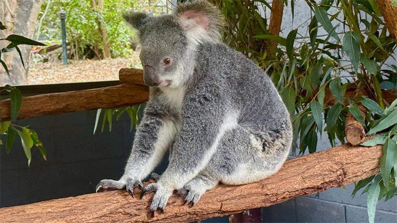 Hinter der Kuschelfassade: Die erstaunliche Welt der Koalas Koalas verlieren immer mehr ihres natürlichen Lebensraums.