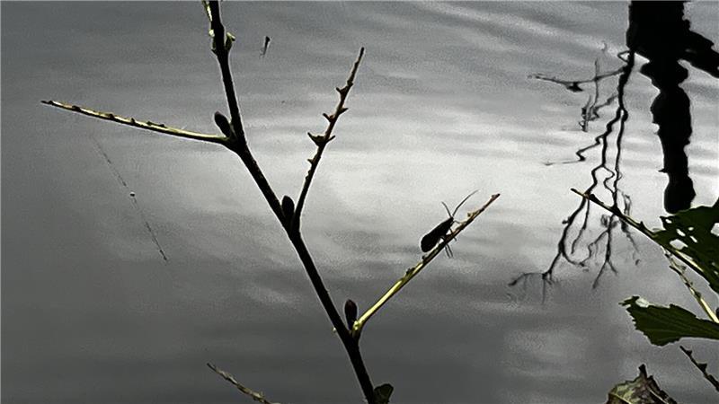 Voller Leben - aber in Gefahr: Die Gewässer im Landkreis Stade Köcherfliege am Horstsee 2025.