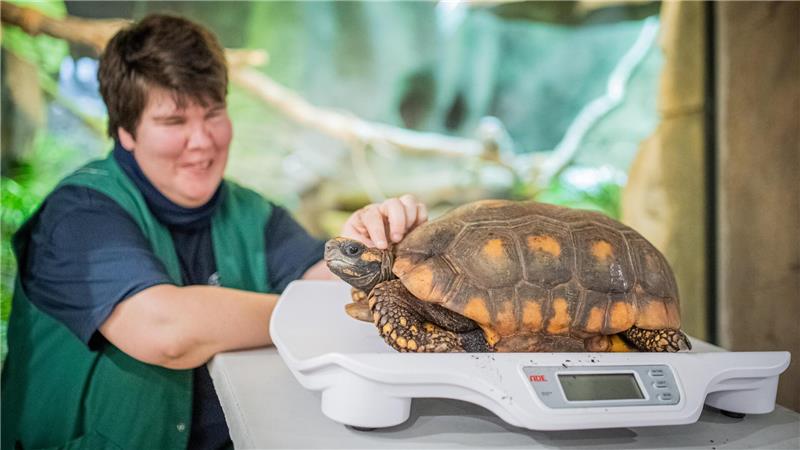 1045 Tiere müssen auf die Waage: So fit sind Bremerhavens Zoobewohner Köhlerschildkröte Fred ist mit mindestens 75 Jahren das älteste Zootier und bringt gute zehn Kilogramm Gewicht auf die Waage. Foto: Hartmann