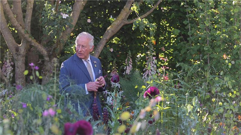 Chelsea Flower Show: Im Namen der Rose König Charles stützte sich beim Rundgang auf einen Stock.