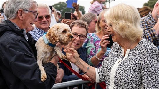 Königin Camilla begrüßt einen Hund und seinen Besitzer während eines Besuchs der Sandringham Flower Show in Sandringham House in Norfolk.
