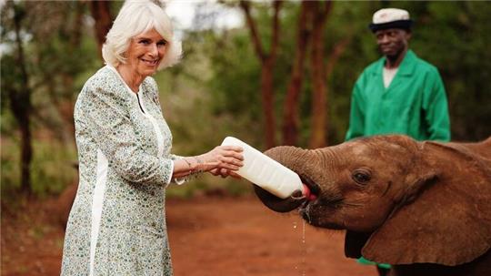Königin Camilla (l) füttert ein Elefantenbaby beim Besuch im Nairobi-Nationalpark.