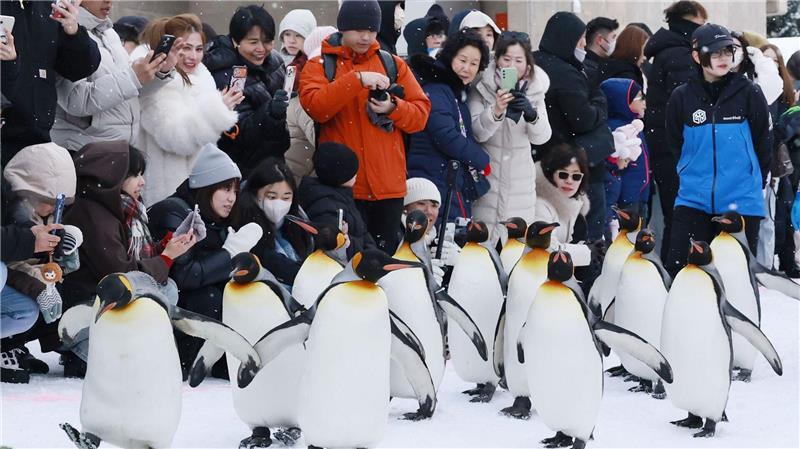Königspinguine marschieren für Zoo-Parade in Hokkaido