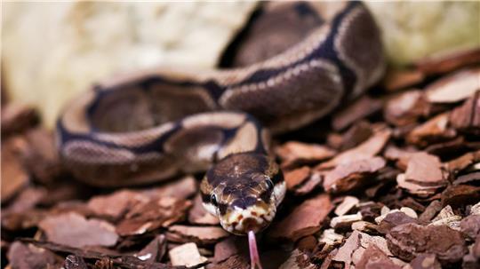 Königspythons (Python regius) sind eine geschützte Art. (Archivbild)