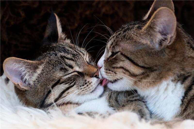Können sich die Stubentiger gut riechen? Beim Zusammenstellen einer Katzen-WG sollte man auch auf ähnliche Temperamente achten. Foto: Gabbert/dpa-tmn