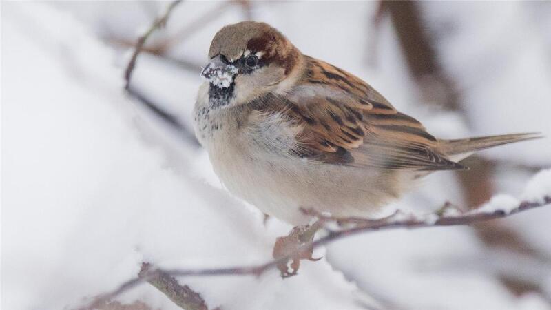 Vögel im Winter füttern: Das müssen Sie beachten Körner fressende Vögel wie Sperling , Dompfaff, Buchfink, Stieglitz und Meisen mögen ölhaltige Sämereien wie Sonnenblumenkerne oder Mohn.